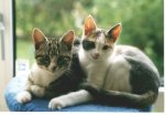 Inga and 
      Dinga as Kittens