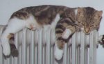 Sweetie on 
      radiator